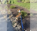 Small #2 Jack Russell Terrier Mix