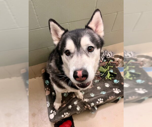 Medium Photo #1 Siberian Husky-Unknown Mix Puppy For Sale in Webster, WI, USA