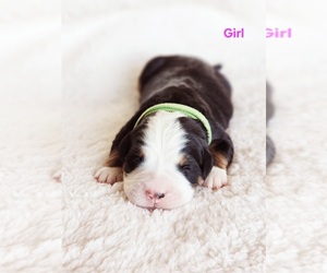 Bernese Mountain Dog Puppy for Sale in PAYSON, Utah USA