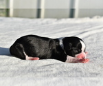 Small #2 Auss-Tzu
