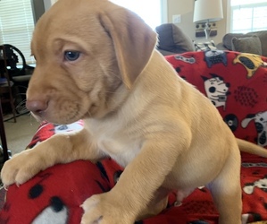 Labrador Retriever Puppy for sale in SPOTSYLVANIA, VA, USA