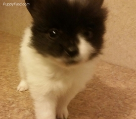 Pomeranian Puppy for sale in SAINT LOUIS, MO, USA