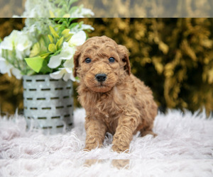 Medium Poodle (Standard)