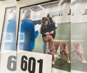 Father of the Golden Retriever puppies born on 02/27/2025