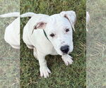 Small #8 American Pit Bull Terrier-Labrador Retriever Mix