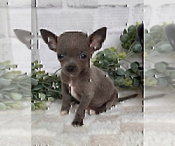 Medium Photo #5 Chihuahua Puppy For Sale in MIAMI, FL, USA