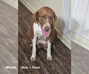 Gertrude Rose *LOCAL* *MEET ME* - Female Mutt Dog for Adoption - Photo #14