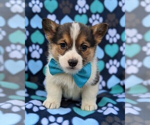 Pembroke Welsh Corgi Puppy for sale in LANCASTER, PA, USA