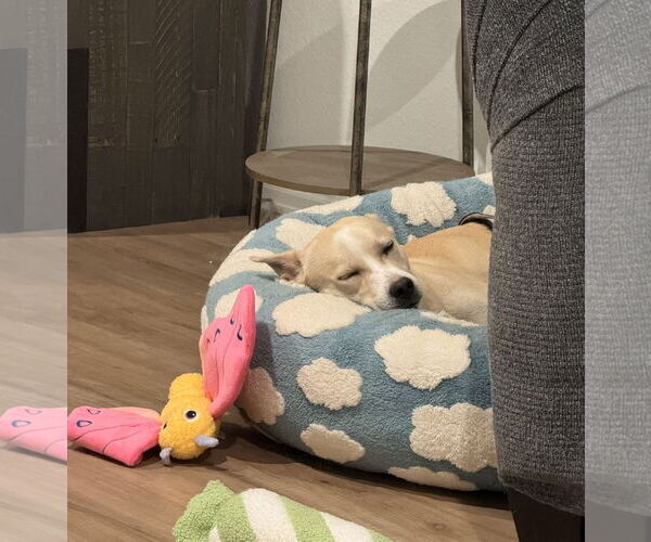 Medium Photo #3 Carolina Dog-Labrador Retriever Mix Puppy For Sale in HOUSTON, TX, USA