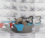 Small Photo #90 French Bulldog Puppy For Sale in TACOMA, WA, USA