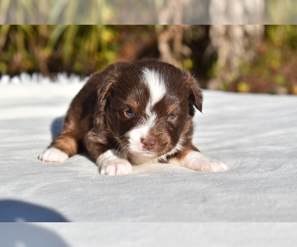 Medium Photo #4 Miniature American Shepherd Puppy For Sale in PALM COAST, FL, USA