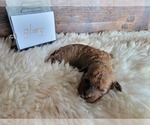 Small Photo #6 Miniature Bernedoodle Puppy For Sale in CUBA CITY, WI, USA