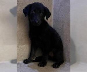 German Shepherd Dog-Unknown Mix Dogs for adoption in Oklahoma City, OK, USA