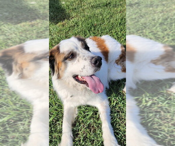 Medium Photo #2 Saint Pyrenees Puppy For Sale in St. Augustine, FL, USA