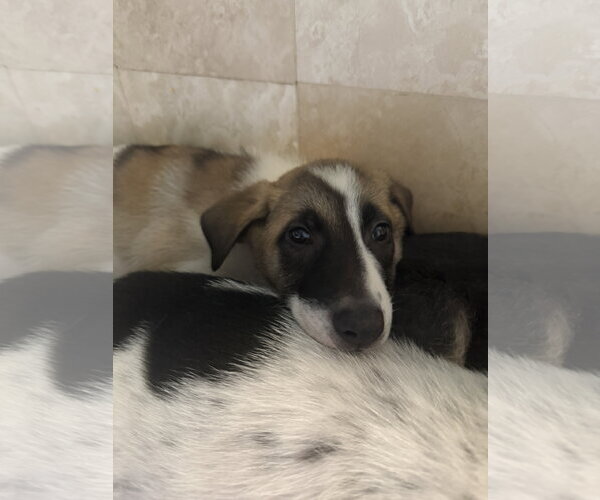 Medium Photo #2 Labrador Retriever-Unknown Mix Puppy For Sale in The Woodlands, TX, USA