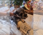 Small #2 Schnauzer (Miniature)
