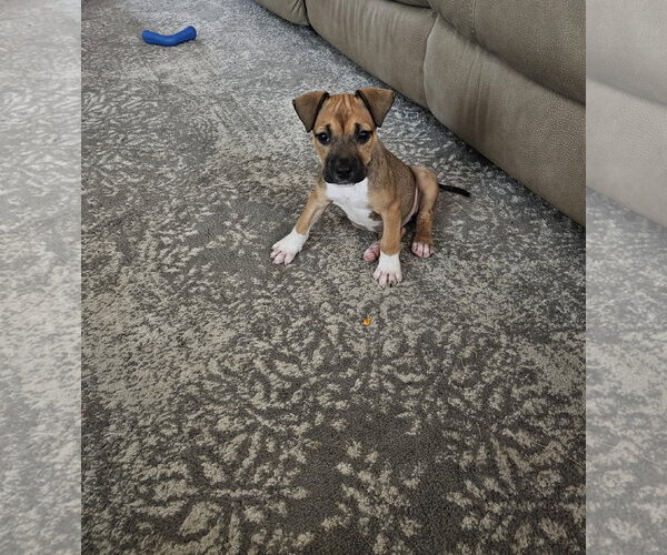 Medium Photo #6 American Pit Bull Terrier-Black Mouth Cur Mix Puppy For Sale in Holly Springs, NC, USA