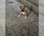 Small #5 American Pit Bull Terrier-Black Mouth Cur Mix
