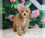 Puppy 8 Poodle (Toy)
