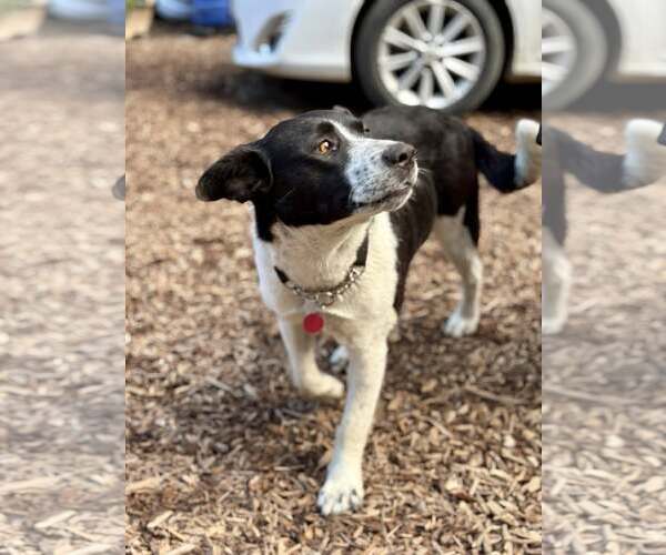 Medium Photo #5 Mutt Puppy For Sale in Paso Robles, CA, USA