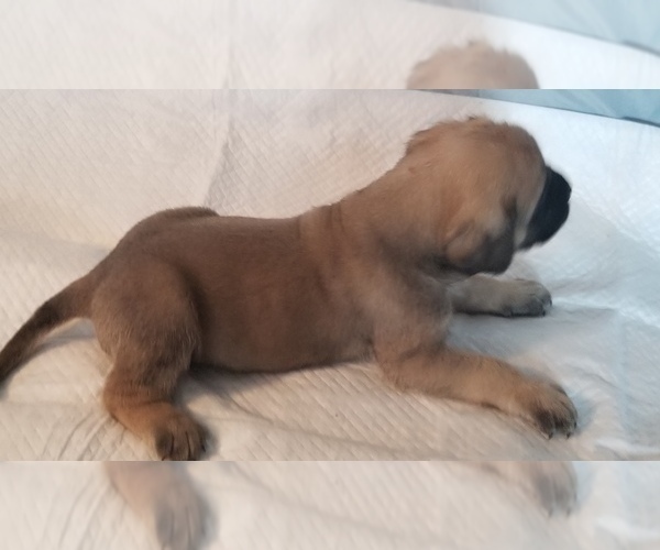 Medium Photo #17 Mastiff Puppy For Sale in FULTON, NY, USA