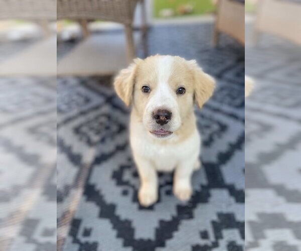 Medium Photo #4 German Shepherd Dog-Unknown Mix Puppy For Sale in Fort Worth, TX, USA