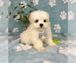Small #7 Mal-Shi