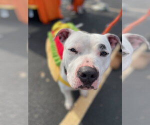 American Pit Bull Terrier Dogs for adoption in Techny, IL, USA