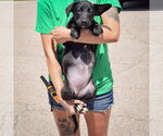 Small #2 German Shepherd Dog Mix