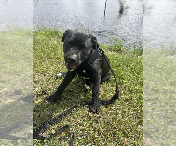 Medium Photo #5 Bulldog-Labrador Retriever Mix Puppy For Sale in Tarrytown, GA, USA