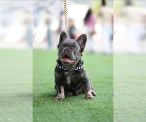 French Bulldog Puppy for sale in MIAMI, FL, USA