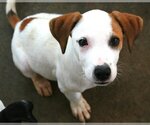 Small Photo #9 Boxador Puppy For Sale in Attalka, AL, USA