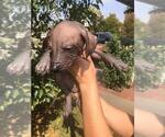 Small Photo #10 Xoloitzcuintli (Mexican Hairless) Puppy For Sale in BOX CANYON, CA, USA
