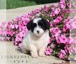 Brandon - Male Goldendoodle (Miniature) Puppy for Sale - Photo #2