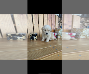 Golden Retriever Puppy for sale in SACRAMENTO, CA, USA