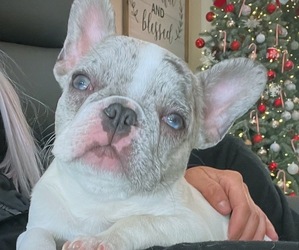 French Bulldog Puppy for sale in PRESCOTT, AZ, USA