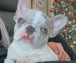 Small French Bulldog