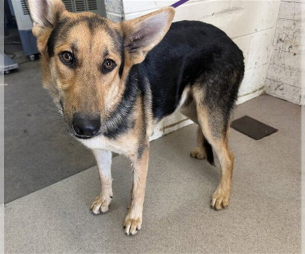 Medium Photo #1 German Shepherd Dog Puppy For Sale in San Bernardino, CA, USA