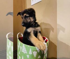 German Shepherd Dog Puppy for sale in PIEDMONT, OK, USA