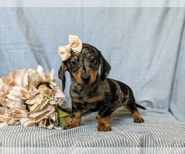 Medium Photo #9 Dachshund Puppy For Sale in LEOLA, PA, USA
