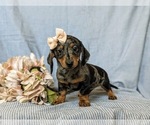 Small Photo #9 Dachshund Puppy For Sale in LEOLA, PA, USA