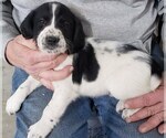 Small Photo #3 English Springer Spaniel Puppy For Sale in W BEND, WI, USA