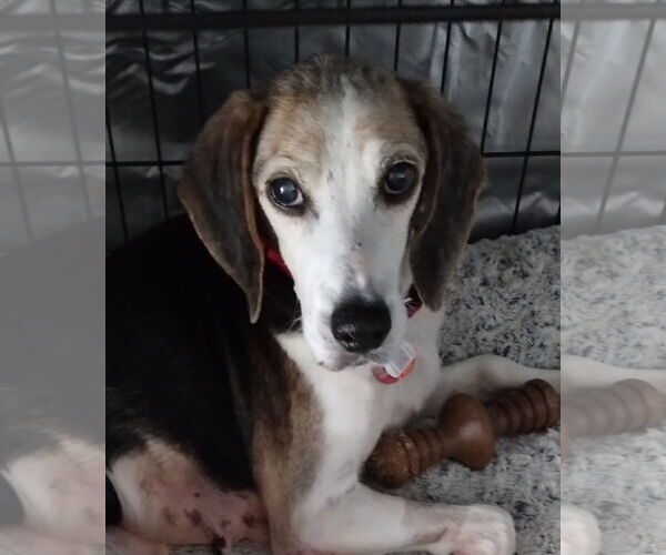 Medium Photo #4 Beagle Puppy For Sale in Dunnellon, FL, USA