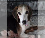 Small #3 Beagle