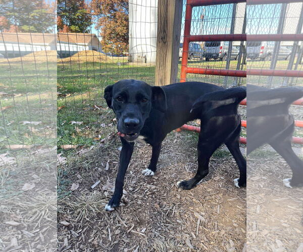 Medium Photo #17 Labrador Retriever-Unknown Mix Puppy For Sale in Rustburg, VA, USA