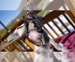 Small Photo #5 Chinese Crested Puppy For Sale in AURORA, CO, USA