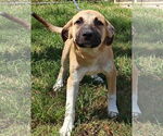 Small #1 Great Pyrenees Mix