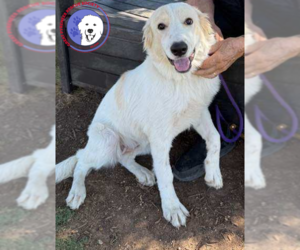 Great Pyrenees Dogs for adoption in Spring, TX, USA
