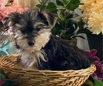 Small #6 Morkie