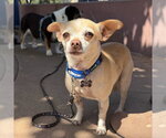 Small #6 Chihuahua